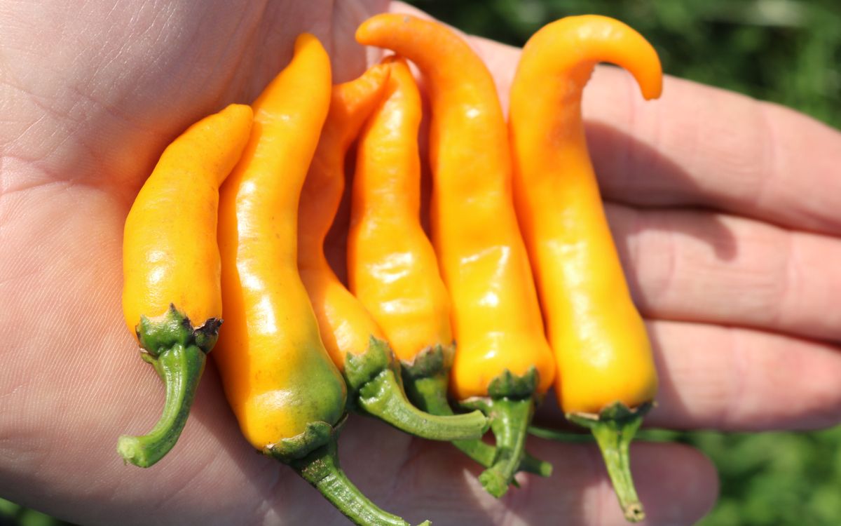 Chili Cayorange 