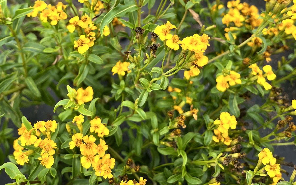 Aztekische Würztagetes Sweet Mace