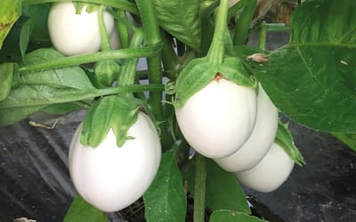 Blanche ronde a oeuf