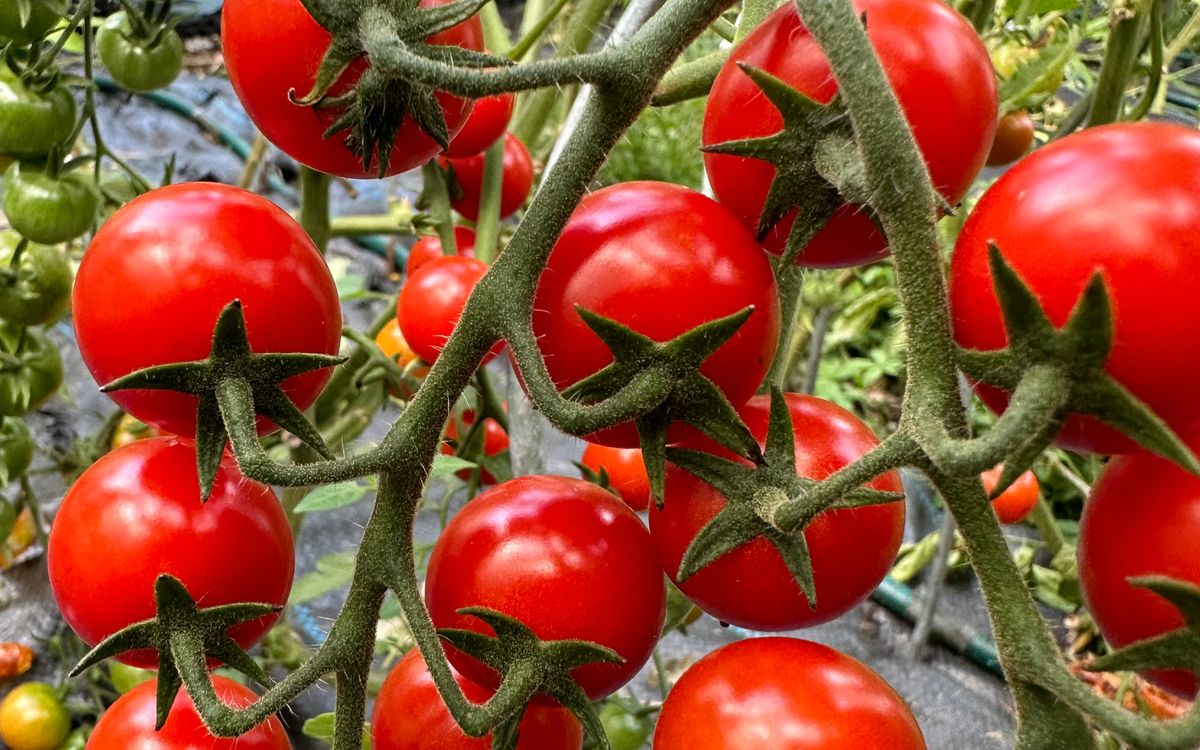 Mexikanische Honigtomate