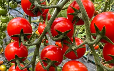 Mexikanische Honigtomate