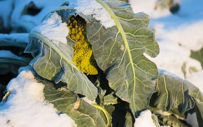 Frisches Gemüse im Winter ernten