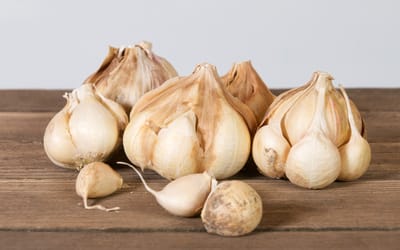 Knoblauch Messidor