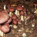 Vorschaubild 1