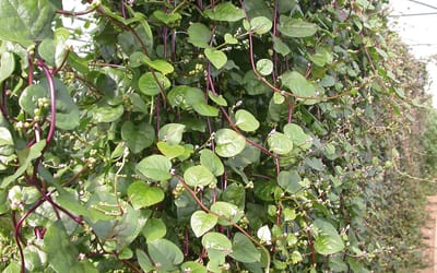 Malabarspinat, rot