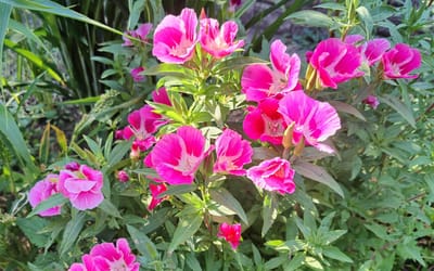 Atlasblume