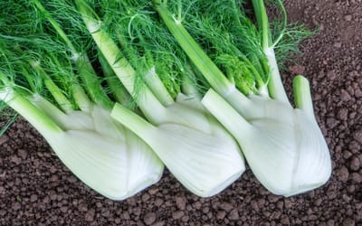 Knollenfenchel Selma