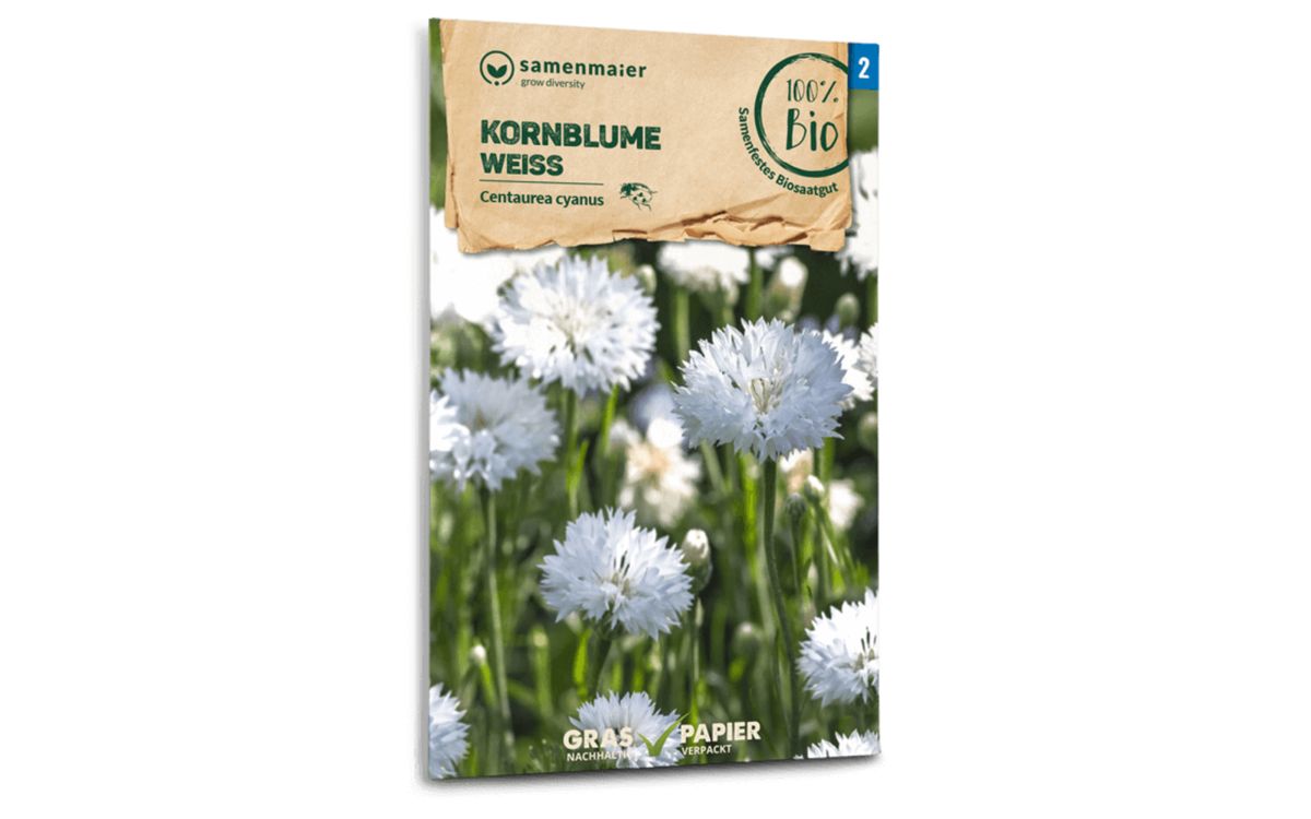 Kornblume, weiß