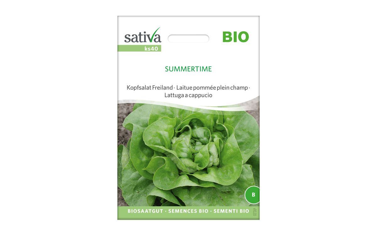 Kopfsalat Summertime