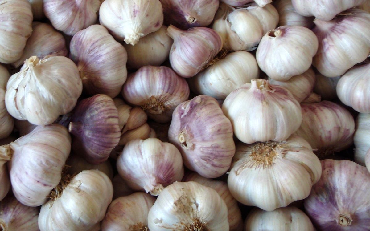 Knoblauch Sprint