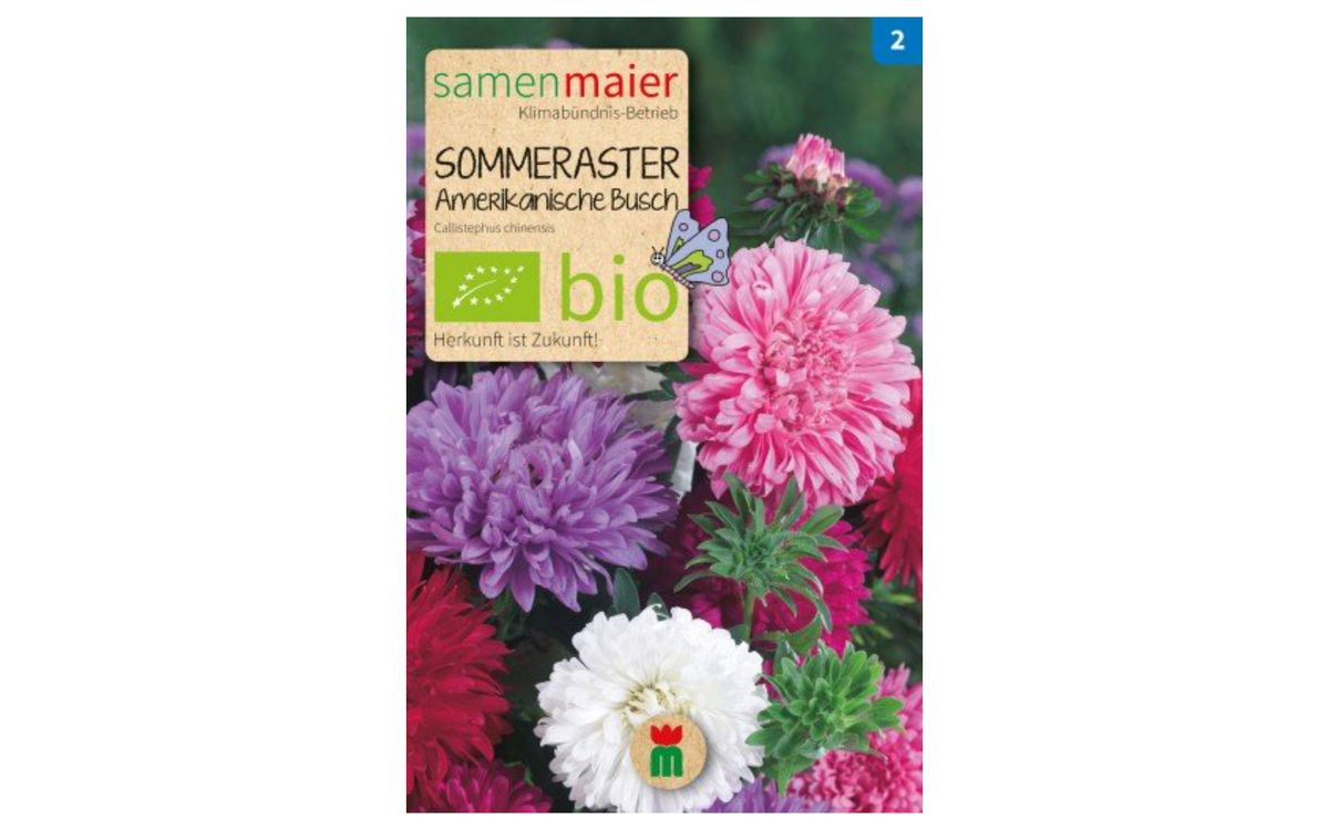 Sommeraster Amerikanische Busch