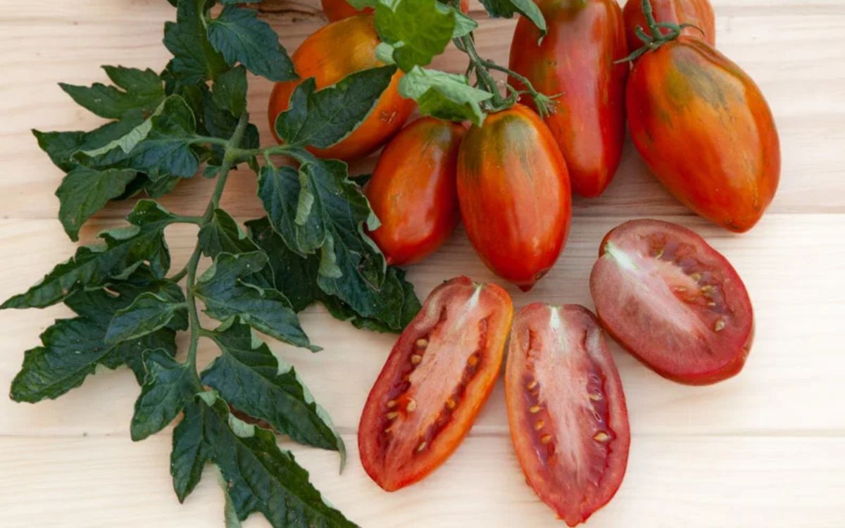 Tomate Boxer Rebellion