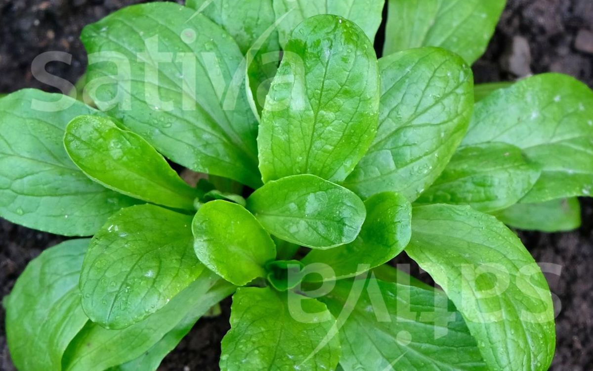 Holländischer Breitblättriger