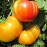 Tomaten