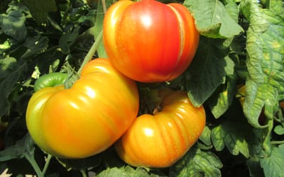 Tomaten