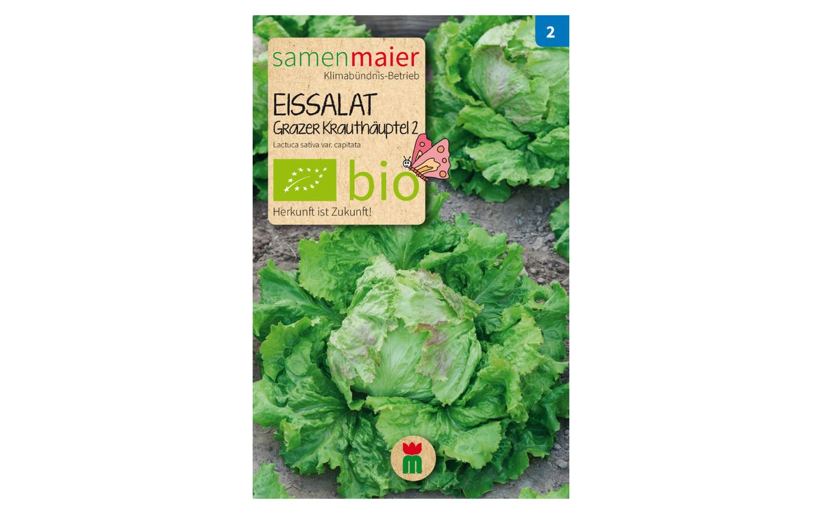Eissalat Grazer Krauthäuptel 2