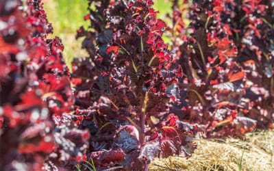 Kopfsalat Merlot