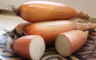 Zwiebel Tosca
