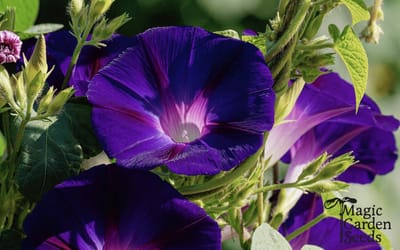 Purpur Prunkwinde