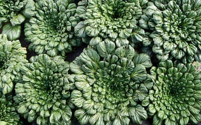 Tatsoi