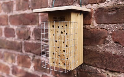 Wildbienen Nisthilfe Starter