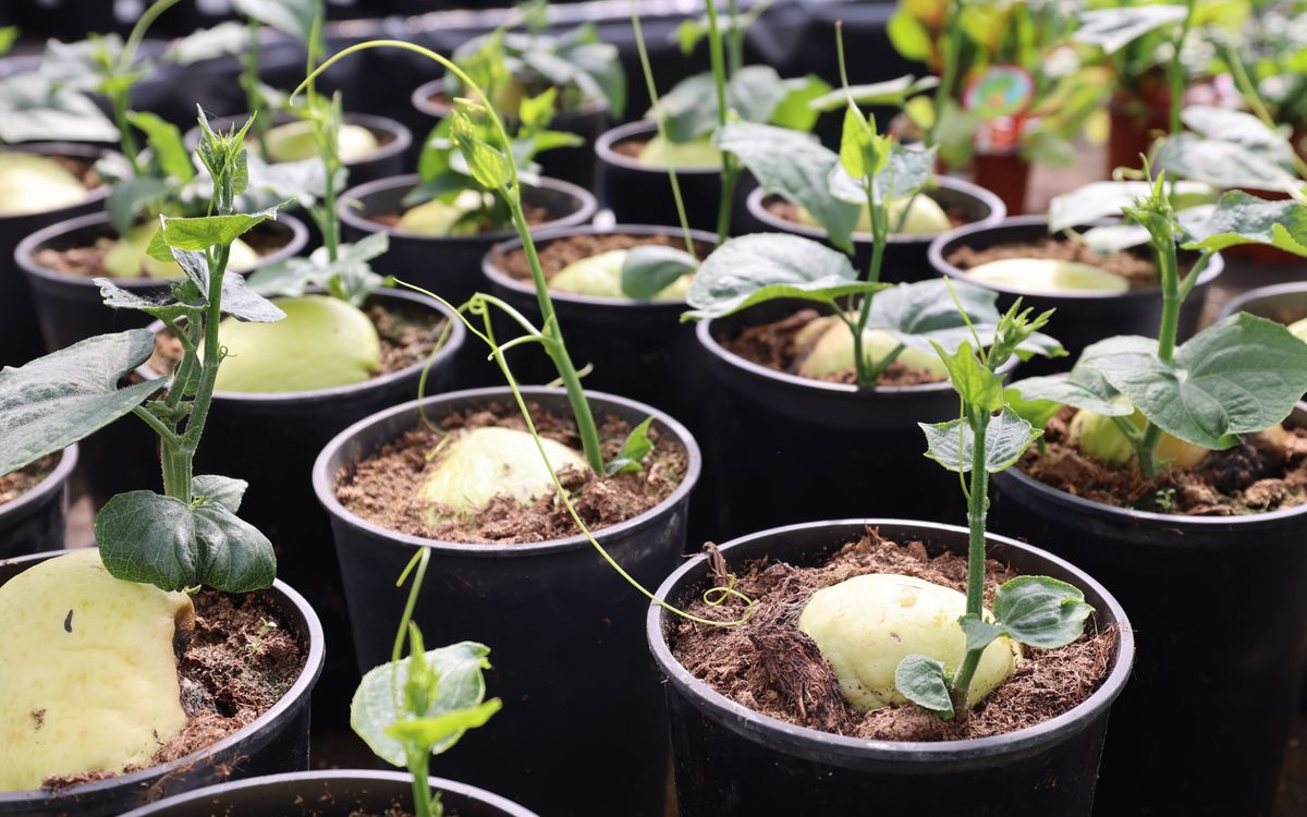 Chayotenanzucht im Topf