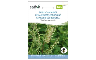 Salbei-Gamander