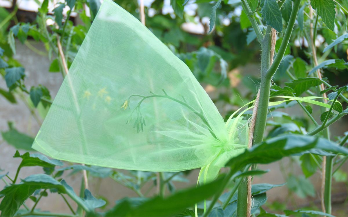 Bestäubungsschutz für Tomaten - 10 Stück