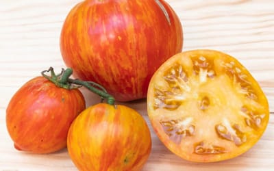 Tomate Copia