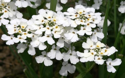 Bittere Schleifenblume