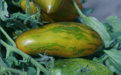 Green Sausage