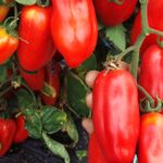 San Marzano Tomaten