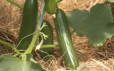Kalomira