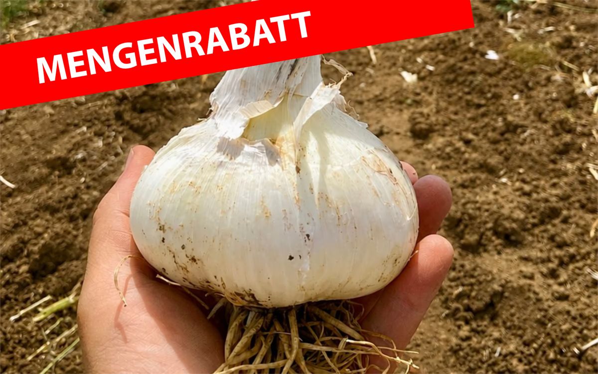 Italienischer Elefantenknoblauch - 500 g 