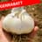 Italienischer Elefantenknoblauch