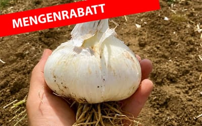 Italienischer Elefantenknoblauch - 500 g 