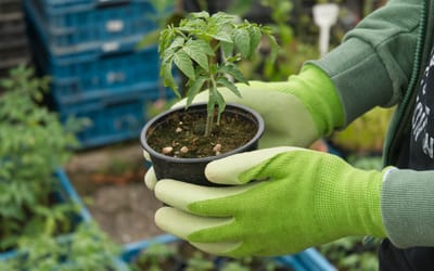Gartenhandschuhe - Kautschuk und Baumwolle - Größe L
