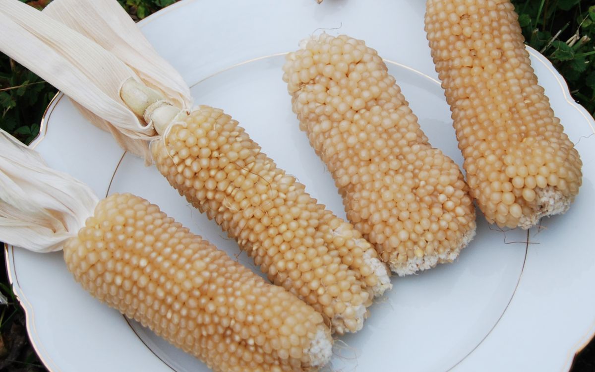 Popcornmais Bear Paw