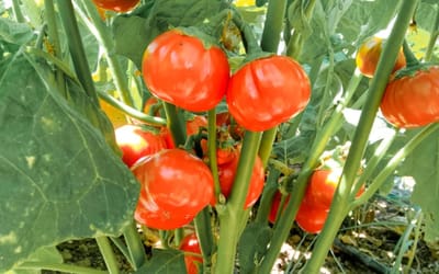 Rosso Di Napoli