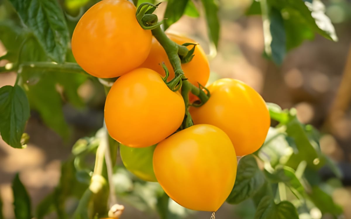 Freilandtomate Duttingold