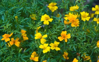 Tagetes zur Nematodenbekämpfung
