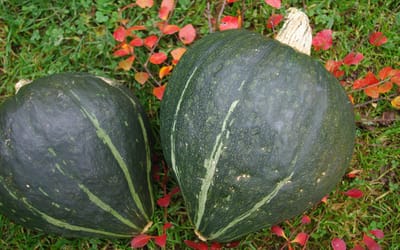 Kürbis Green Jugin