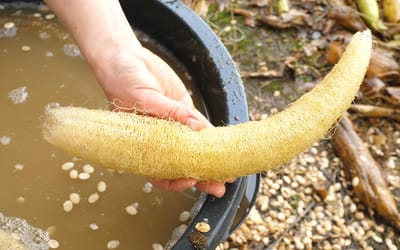 Schwammgurke