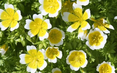 Wiesenschaum