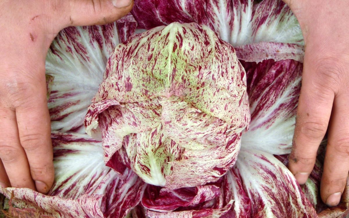 Radicchio Variegata di Lusia