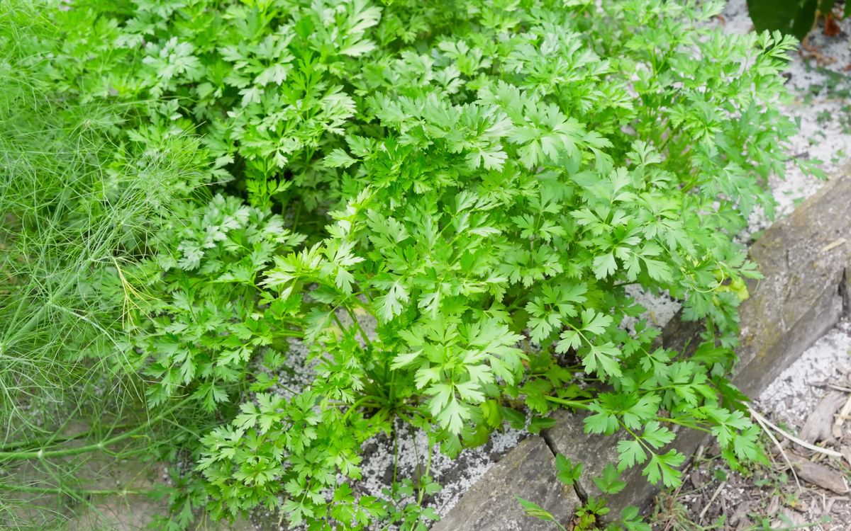 Petersilien im Beet