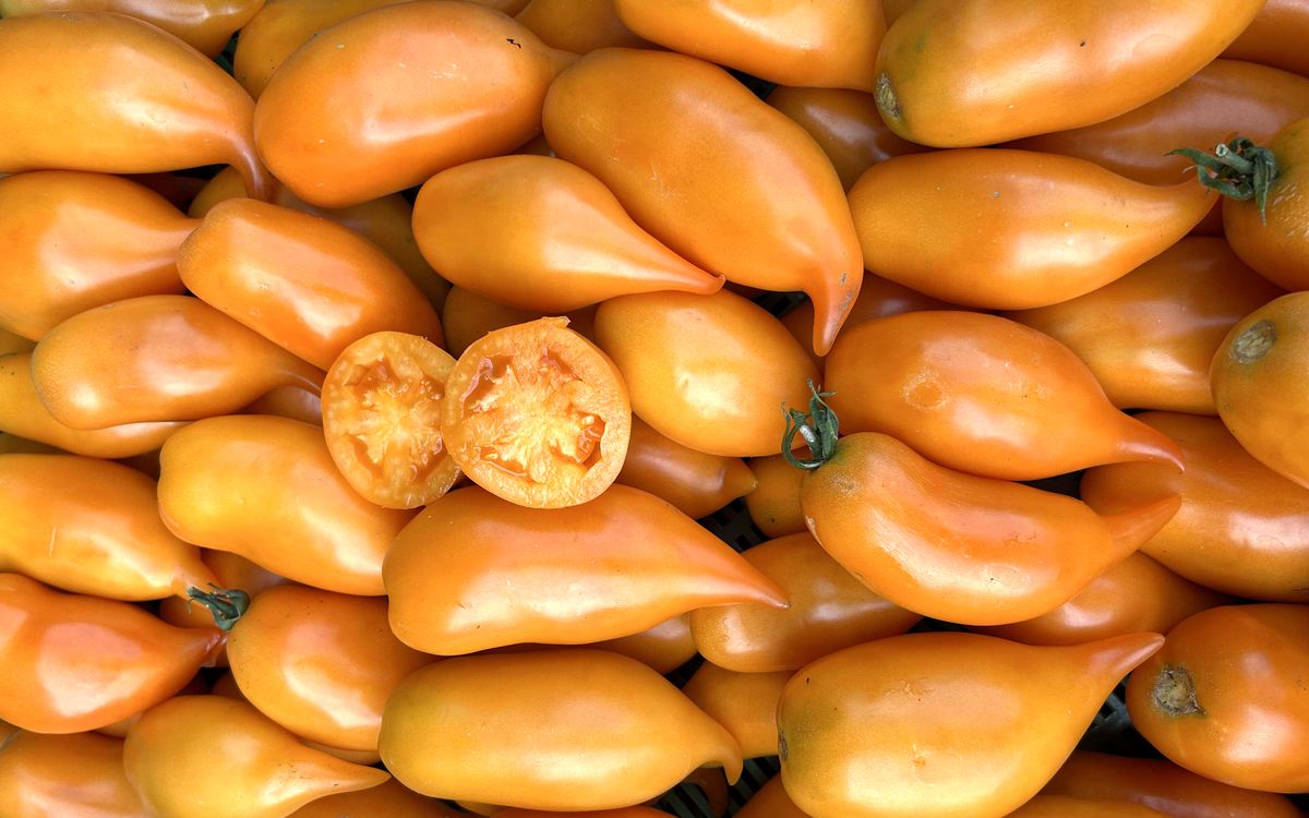 Buratino