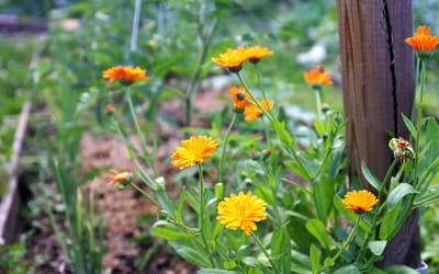 Ringelblumen