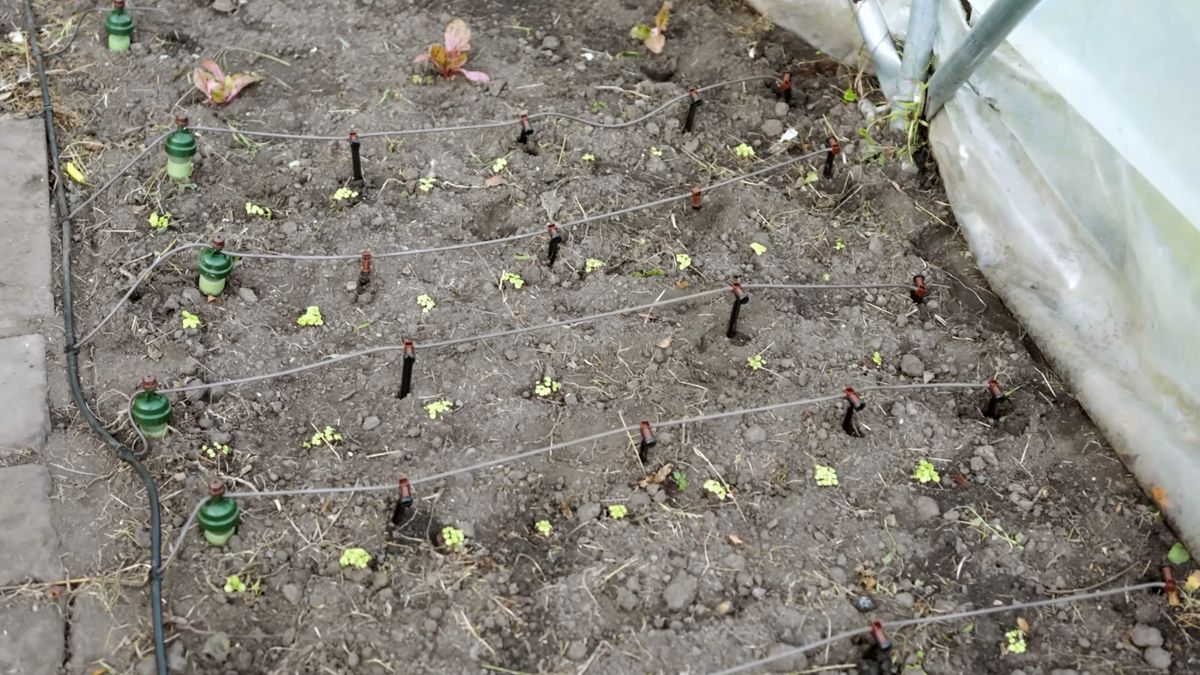 Bewässern mit Blumat Verteiltropfern