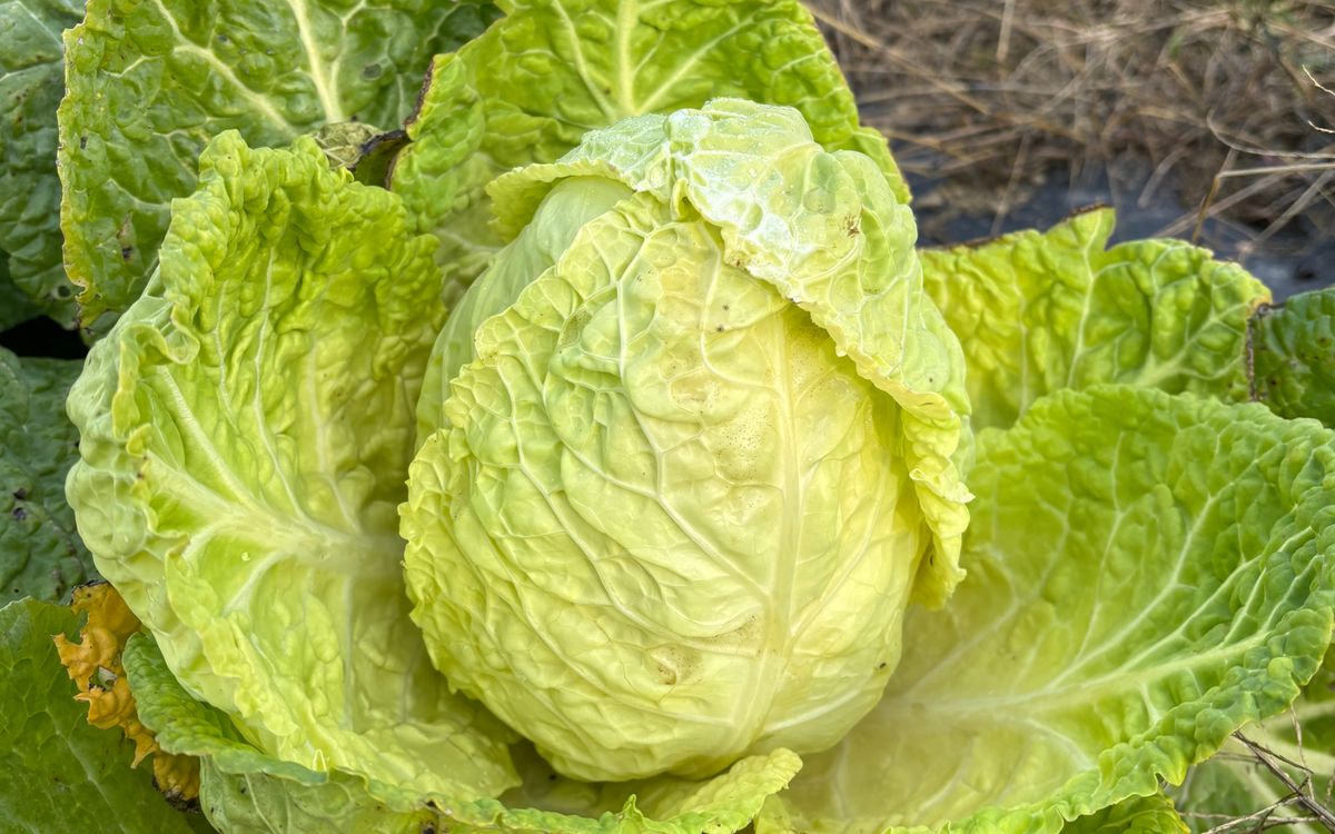 Butterkohl Bloemendaalse Gele